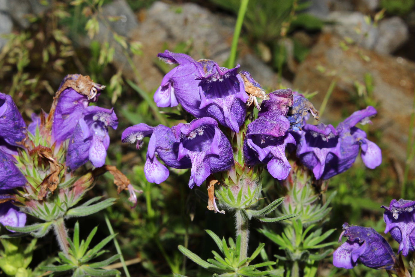 Dracocephalum austriacum / Melissa austriaca